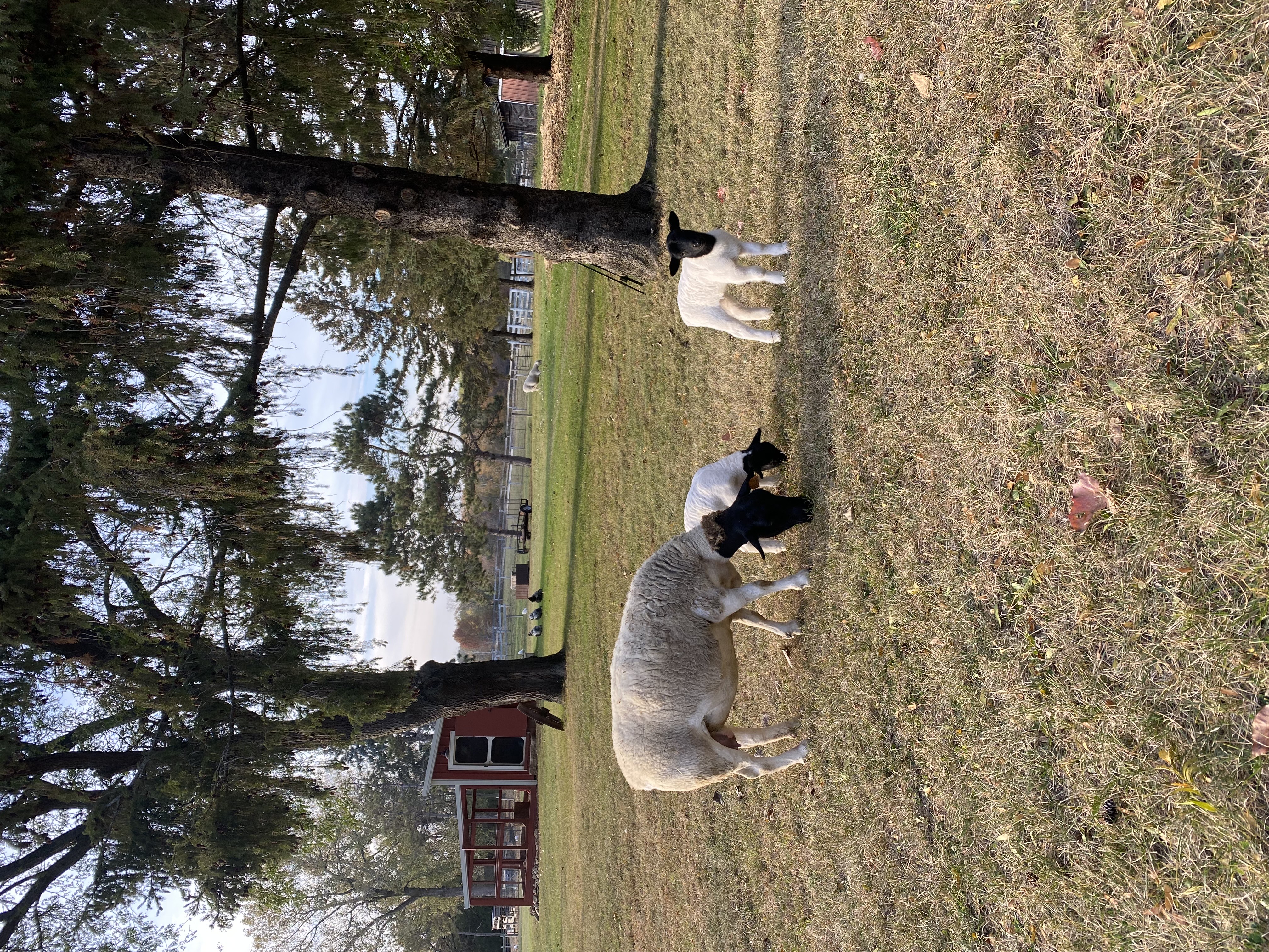 Afton Hills Farm Dorper sheep