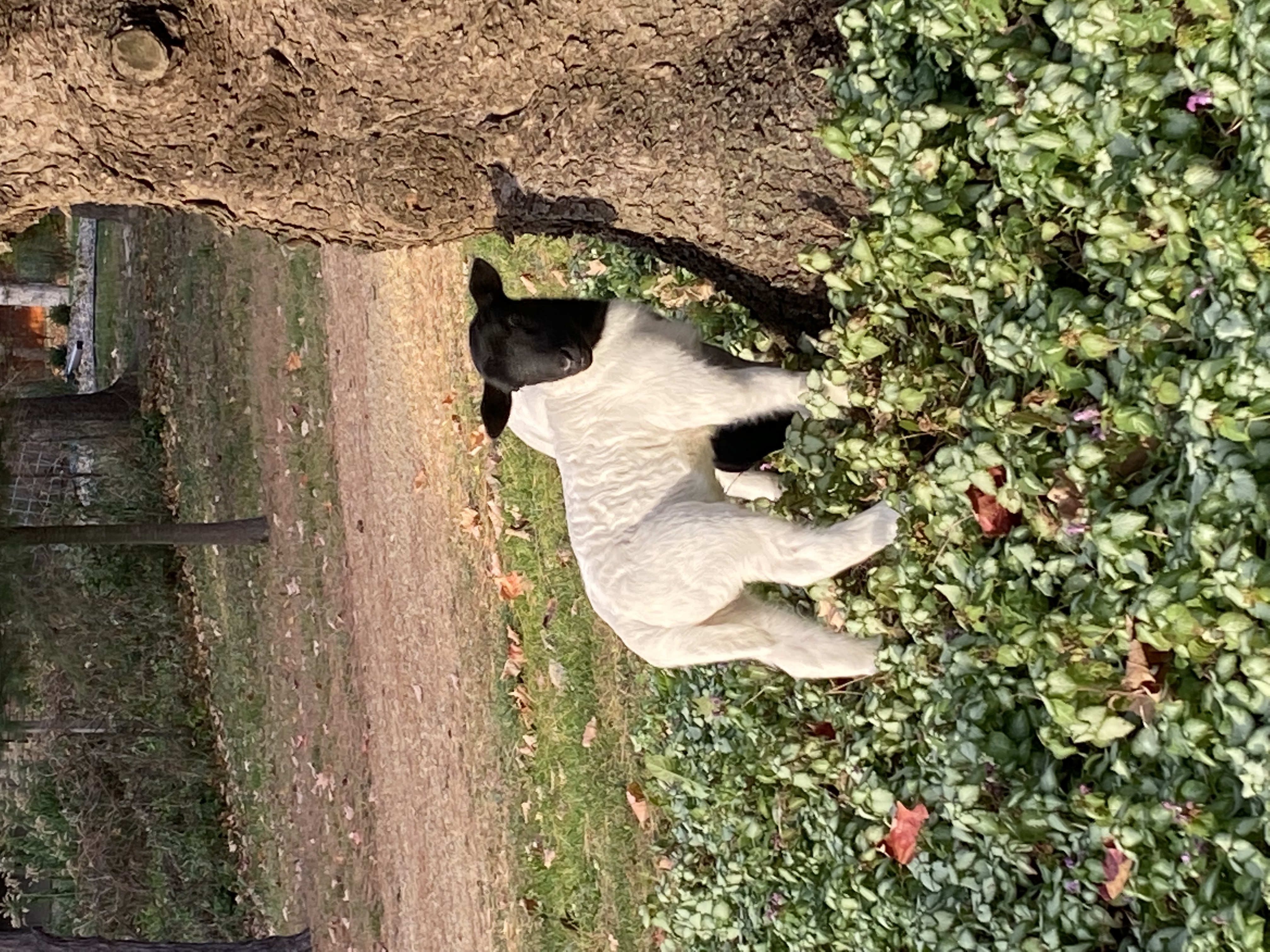 White Dorper sheep at Afton Hills Farm