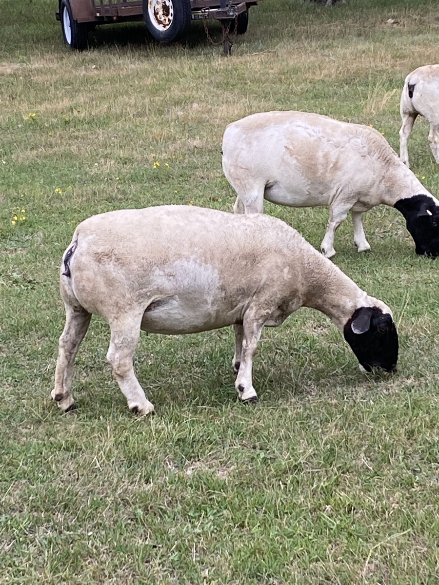 Afton Hills Farm sheep photo