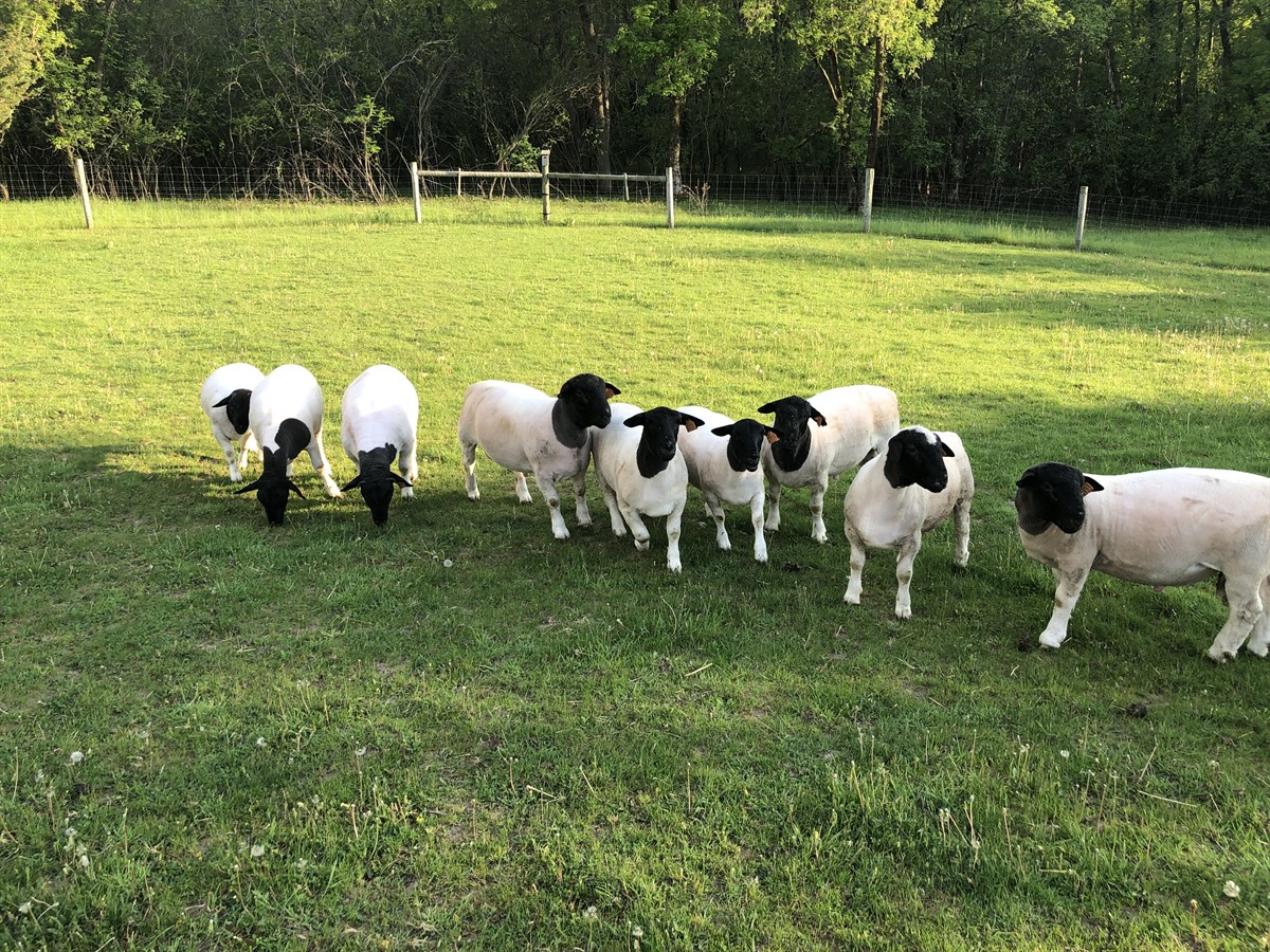 Afton Hills Farm sheep photo