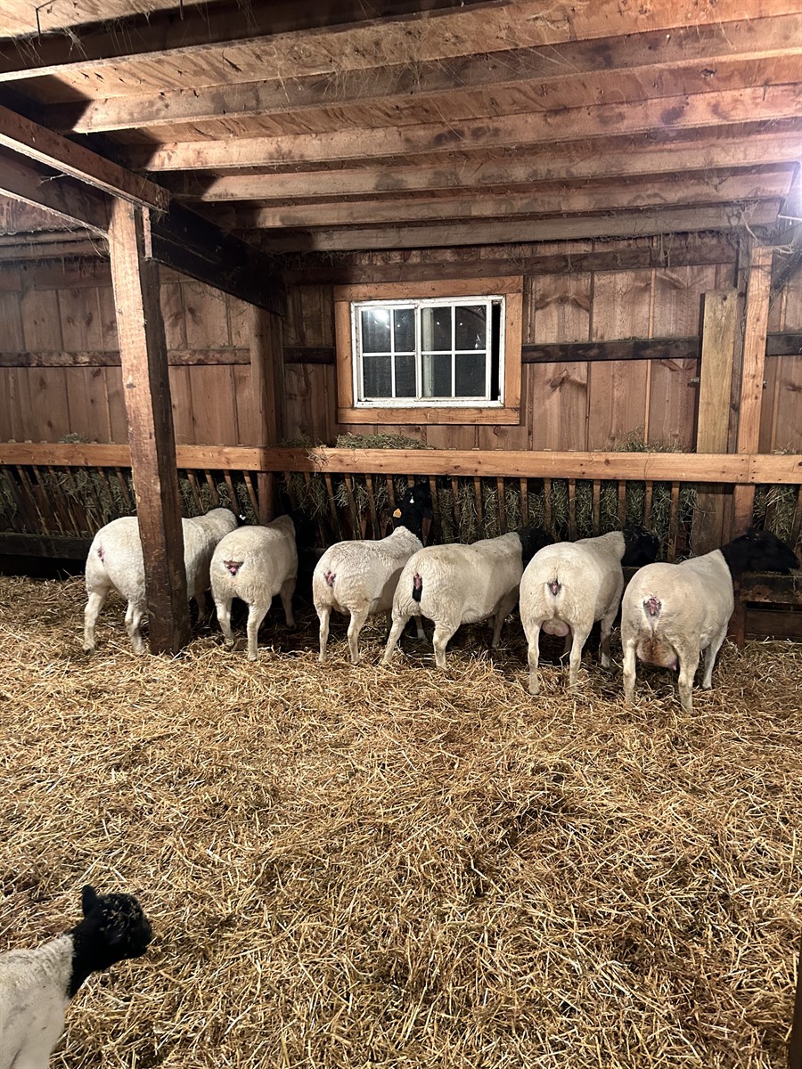 Afton Hills Farm sheep photo
