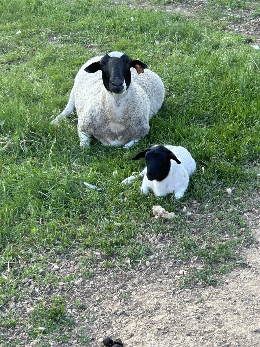 Afton Hills Farm sheep photo