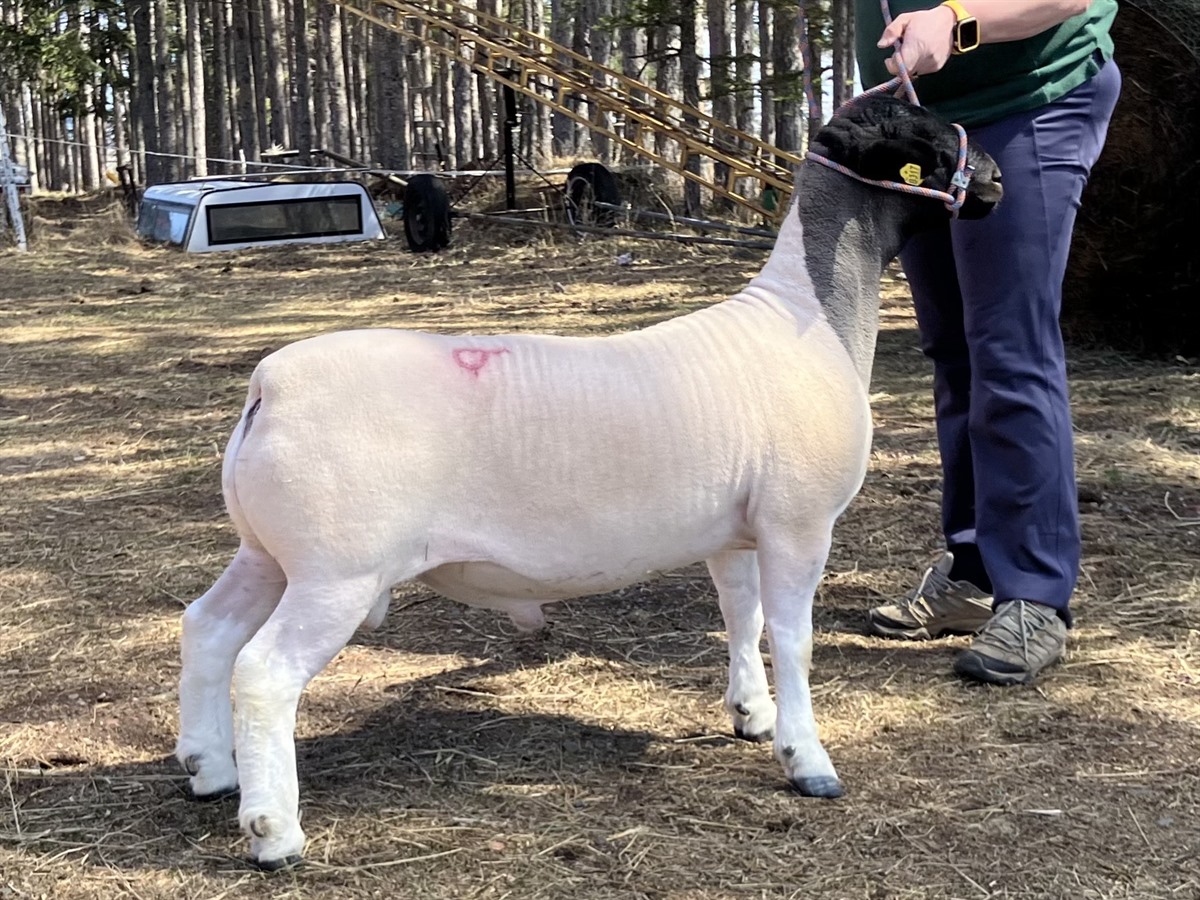 Afton Hills Farm sheep photo