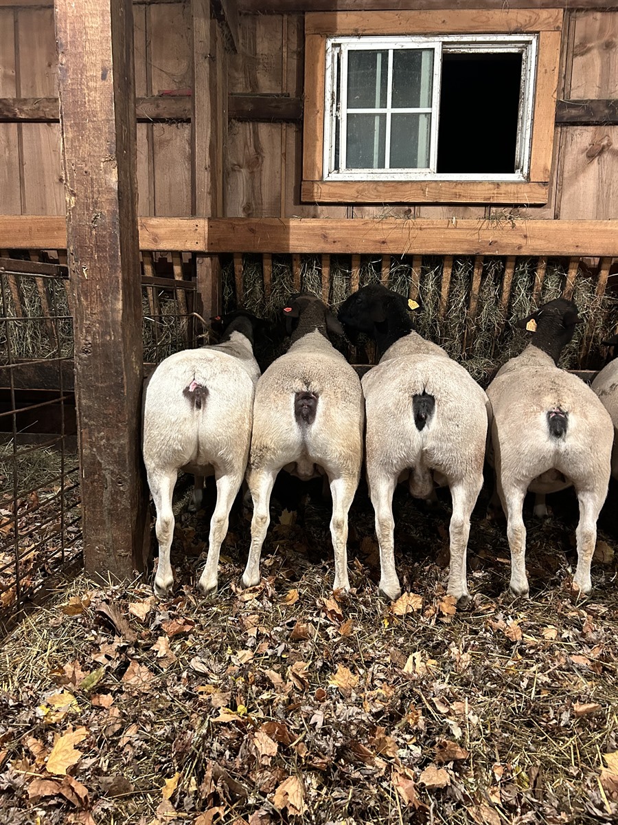 Afton Hills Farm sheep photo