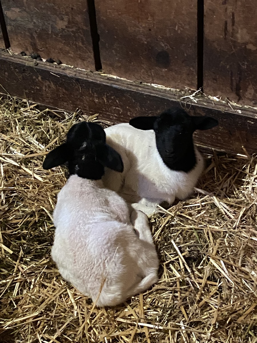 Afton Hills Farm sheep photo