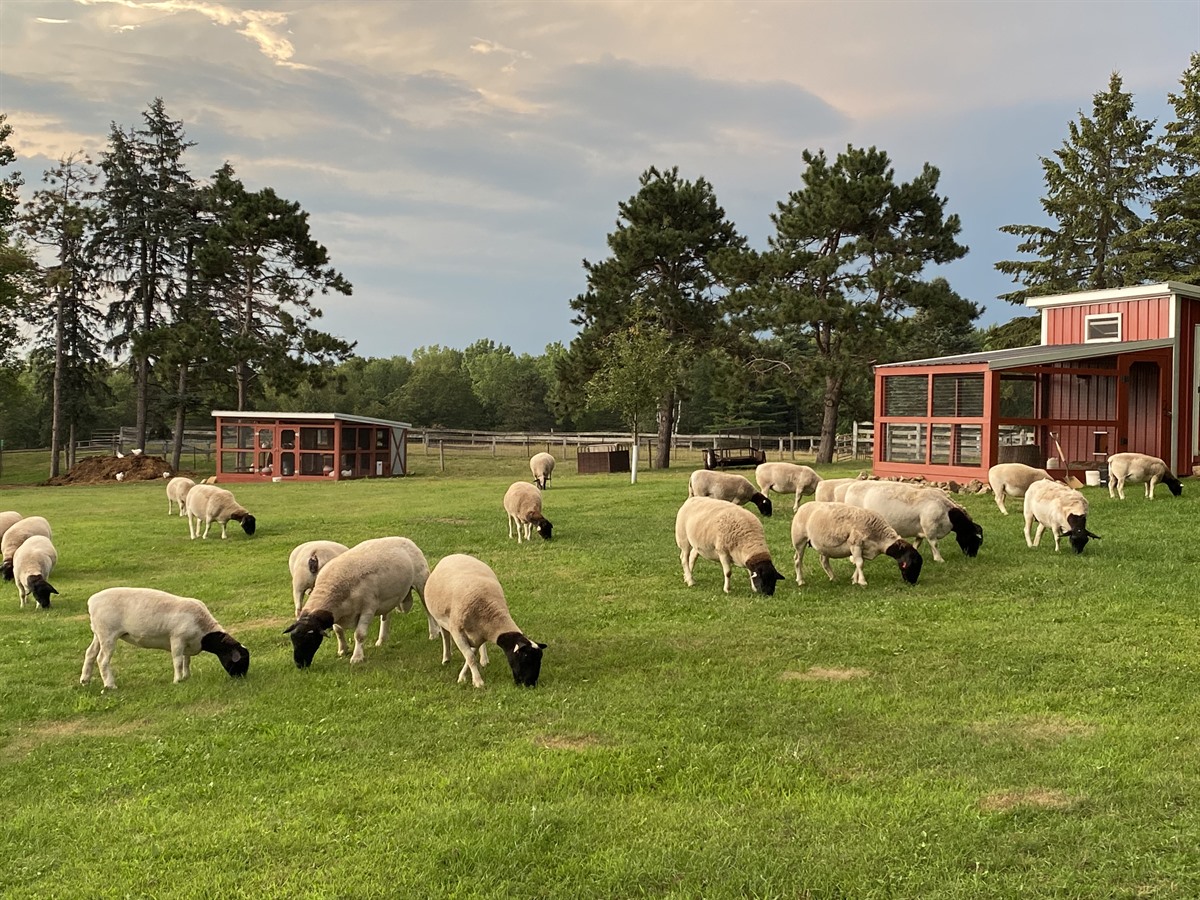 White Dorper sheep grazing by the barn