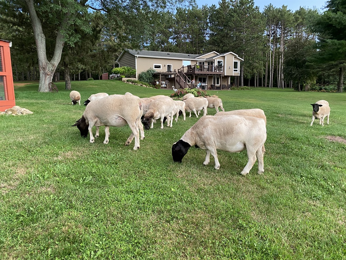 Afton Hills Farm sheep photo
