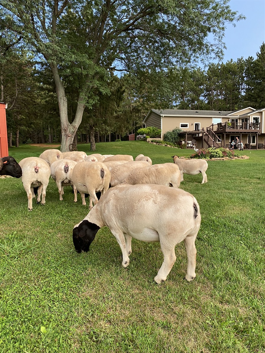 Afton Hills Farm sheep photo