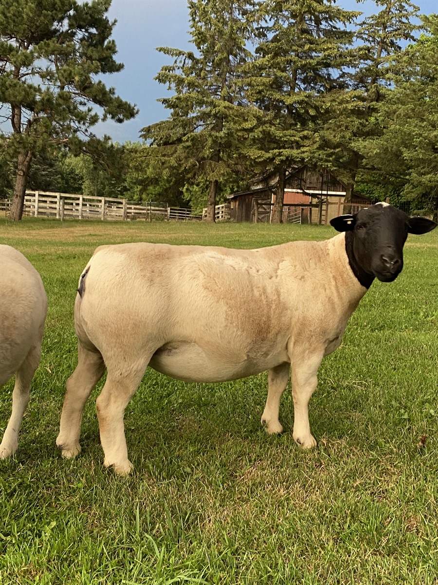 Afton Hills Farm sheep photo