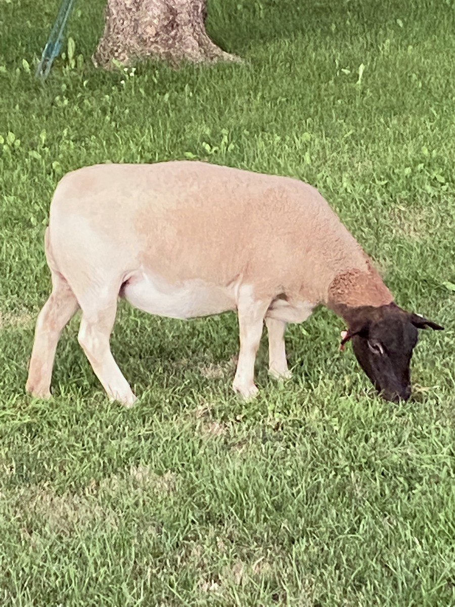 Afton Hills Farm sheep photo
