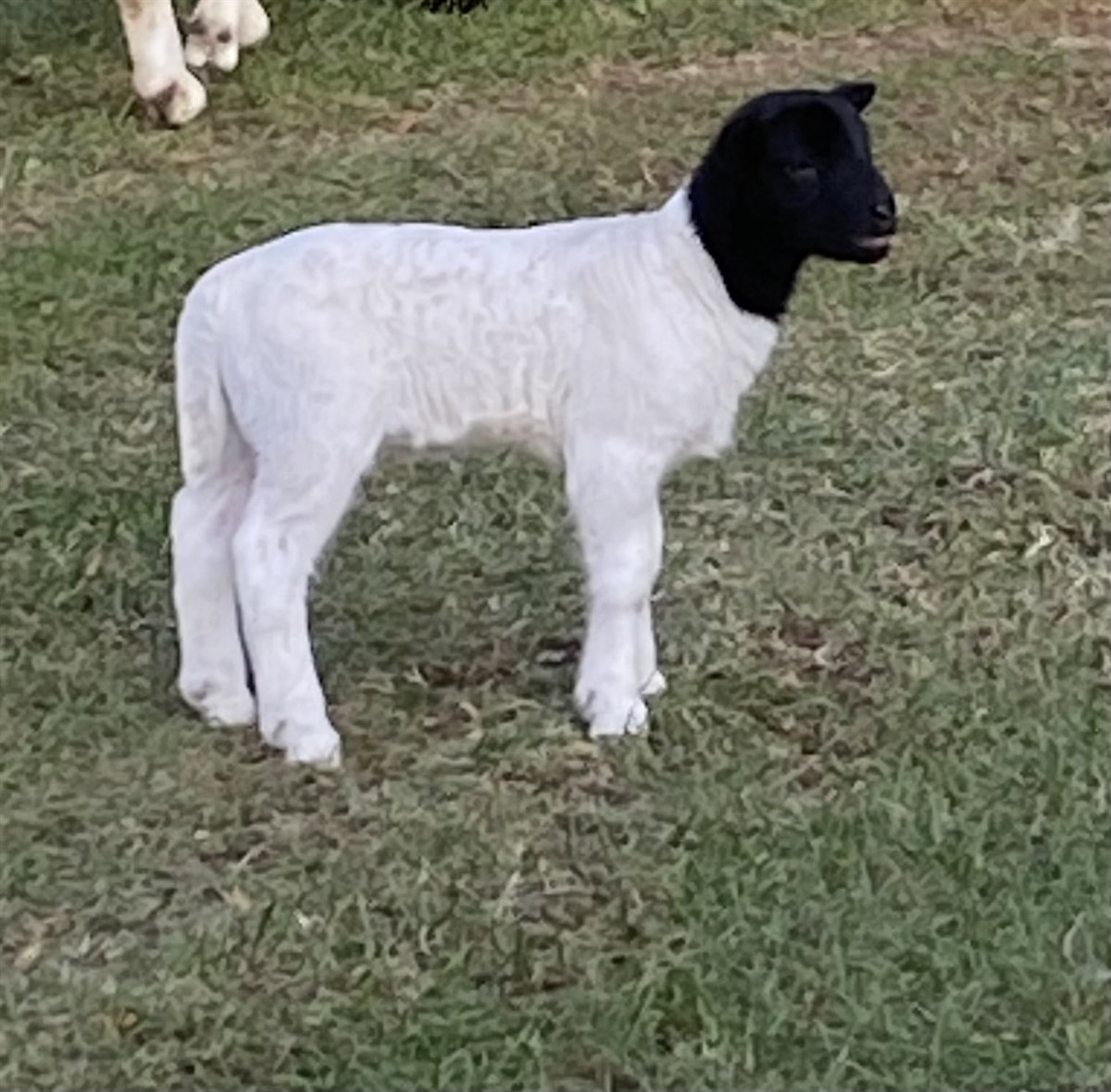 Afton Hills Farm sheep photo