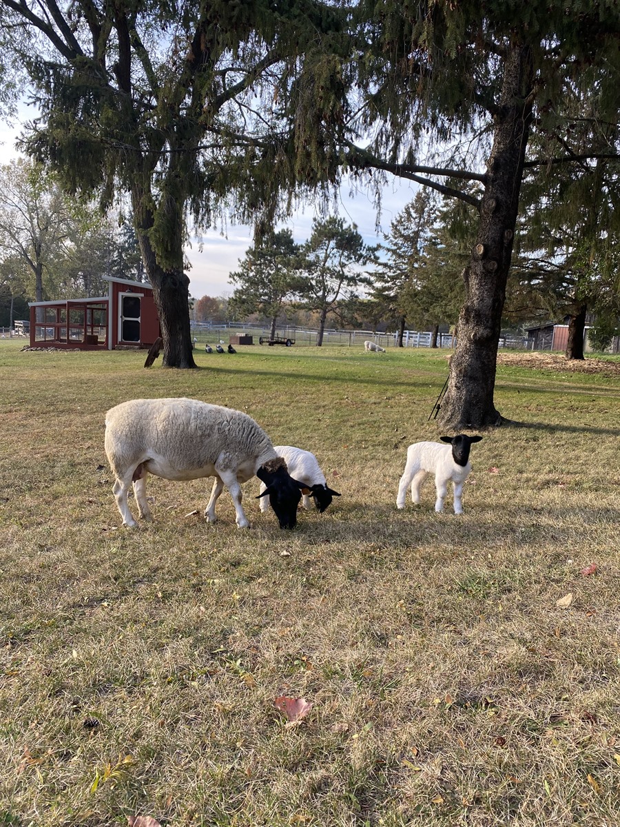 Afton Hills Farm sheep photo