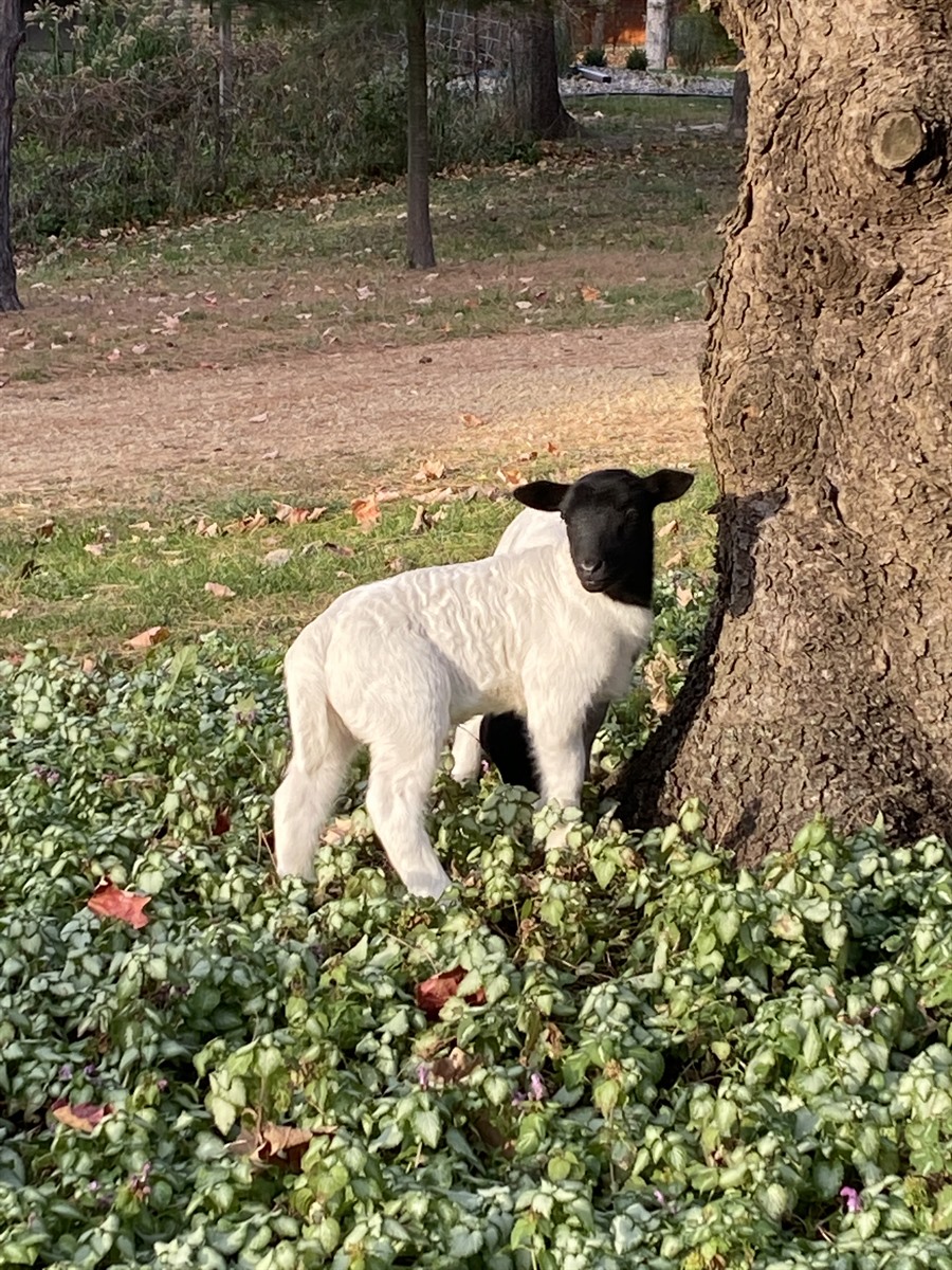 Afton Hills Farm sheep photo