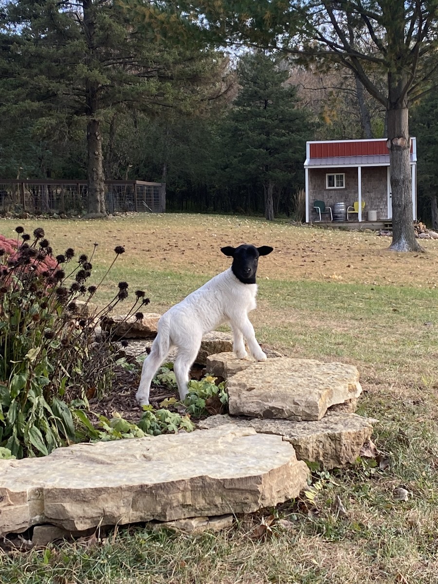 Afton Hills Farm sheep photo