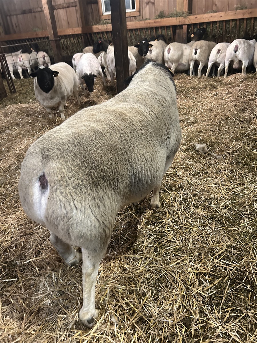 Afton Hills Farm sheep photo