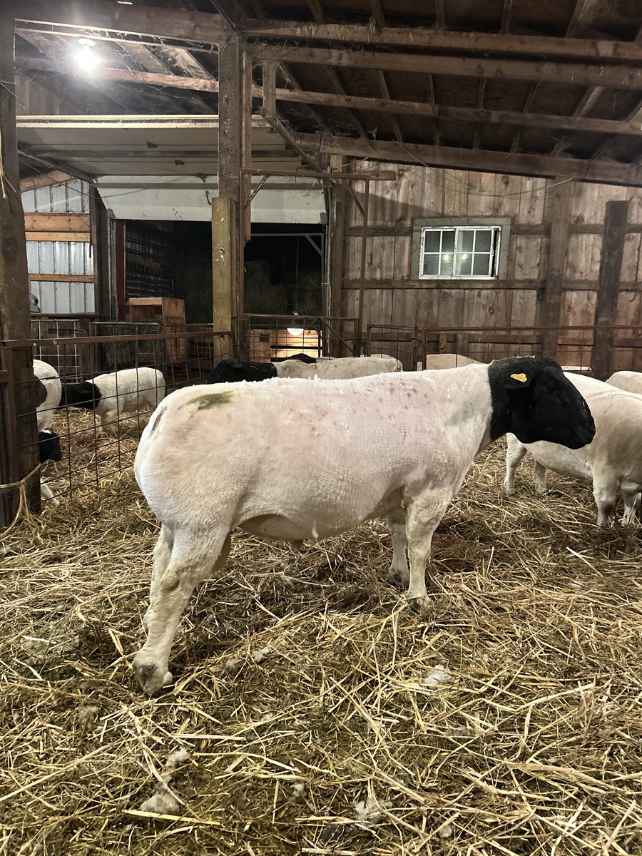 Afton Hills Farm sheep photo