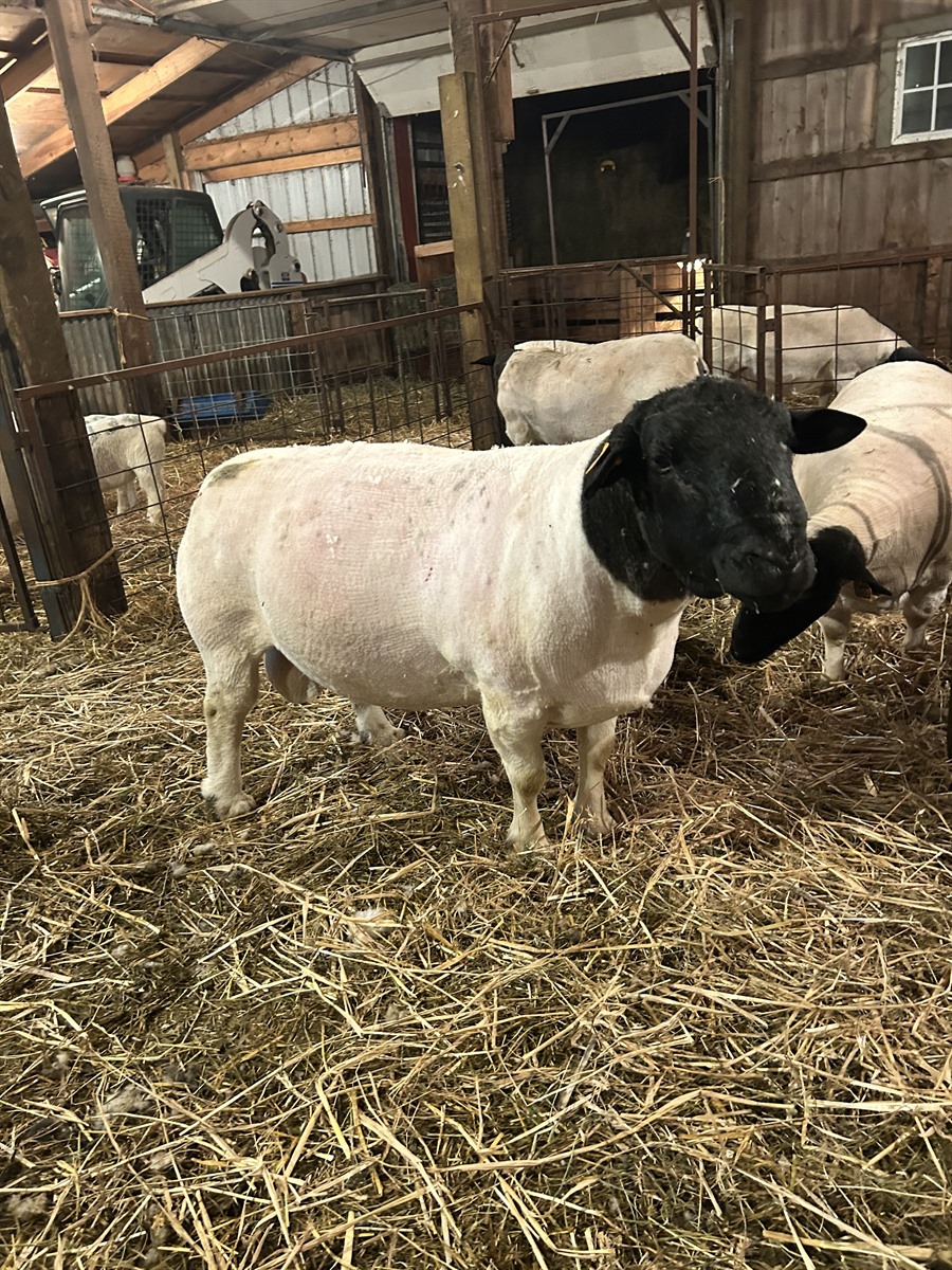 Afton Hills Farm sheep photo