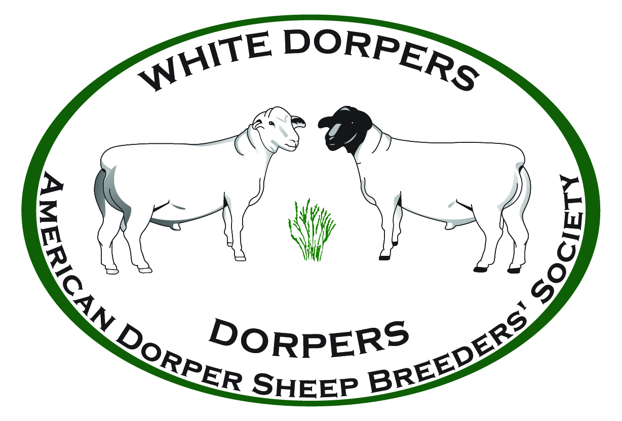 White Dorpers American Dorper Sheep Breeders' Society